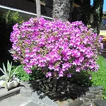 Szálloda Garni Florida