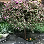 Szálloda Garni Florida Ascona
