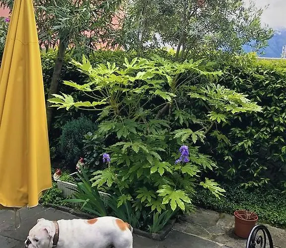 Garni Florida 2* Ascona