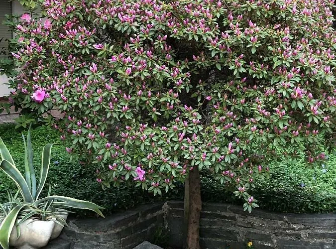 Отель Garni Florida Аскона